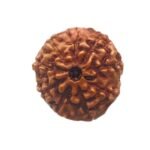 10 Mukhi Indonesian Rudraksha (20.55 Mm)