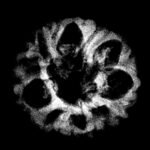 10 Mukhi Indonesian Rudraksha (20.55 Mm) X-Ray