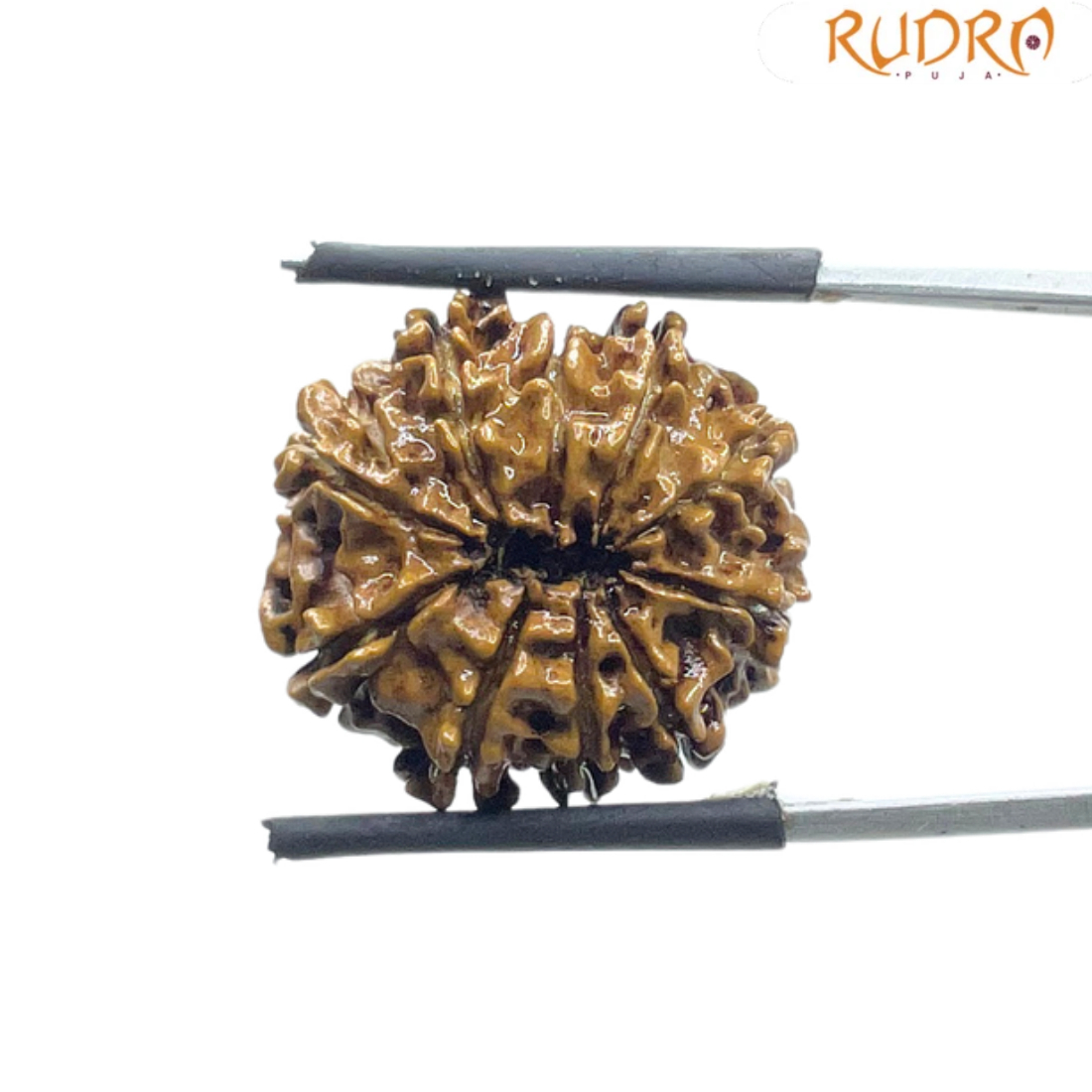 10 Mukhi Nepal Rudraksha - (21.45 MM)