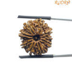 10 Mukhi Nepal Rudraksha - (21.45 MM)
