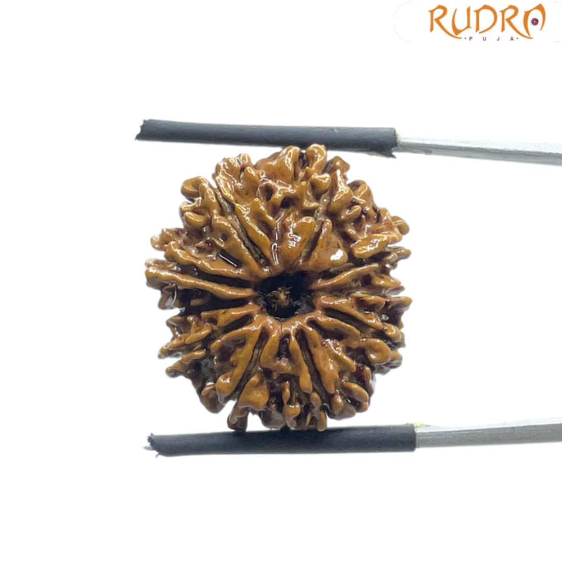10 Mukhi Nepal Rudraksha - (21.45 MM)