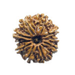 10 Mukhi Nepal Rudraksha - (21.45 MM)