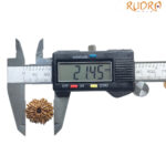 10 Mukhi Nepal Rudraksha - (21.45 MM)