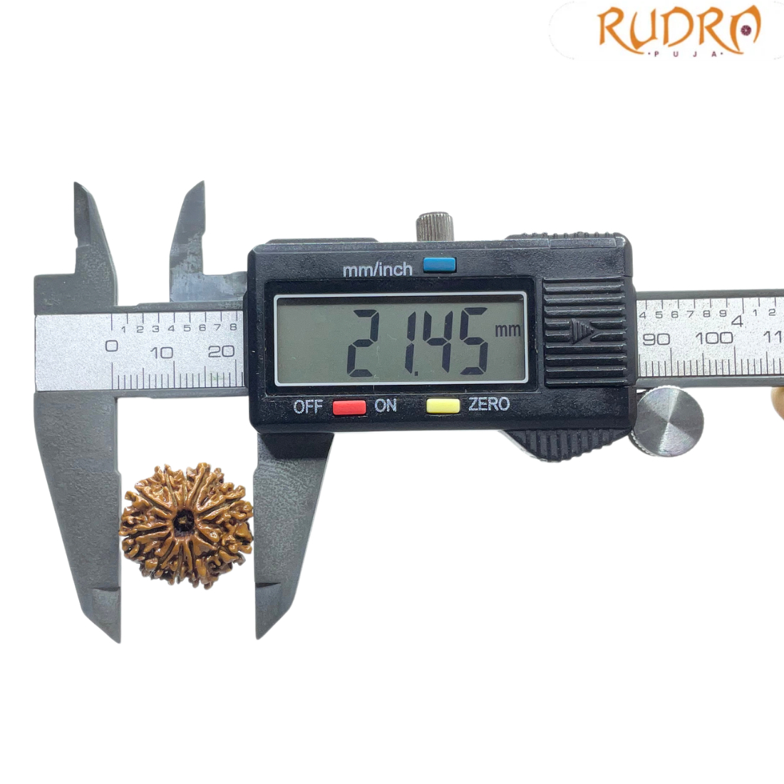10 Mukhi Nepal Rudraksha - (21.45 MM)