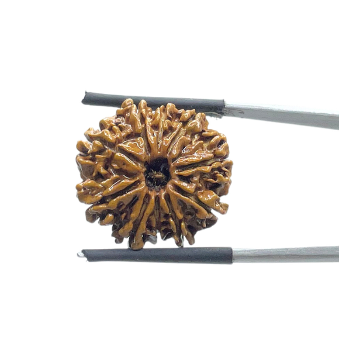 10 Mukhi Nepal Rudraksha - (21.45 MM)