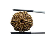 10 Mukhi Nepal Rudraksha - ( 22.22 MM)