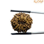 10 Mukhi Nepal Rudraksha - ( 22.22 MM)