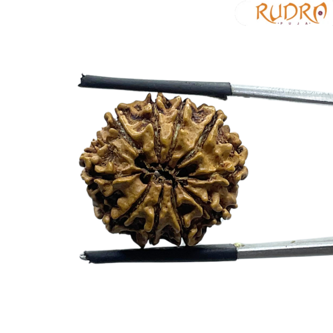 10 Mukhi Nepal Rudraksha - ( 22.22 MM)