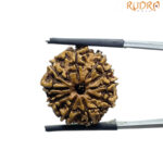 10 Mukhi Nepal Rudraksha - ( 22.22 MM)