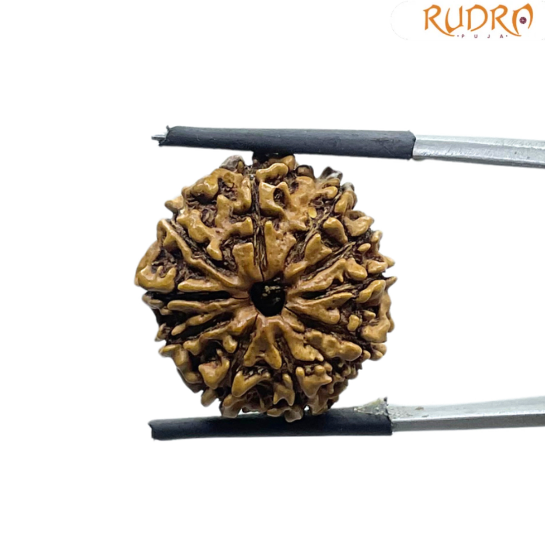 10 Mukhi Nepal Rudraksha - ( 22.22 MM)