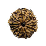 10 Mukhi Nepal Rudraksha - ( 22.22 MM)