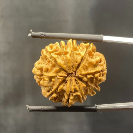 10-Mukhi-Nepal-Rudraksha-23.36MM-With-X-Ray-BP-C.jpg October 24, 2024 157 KB