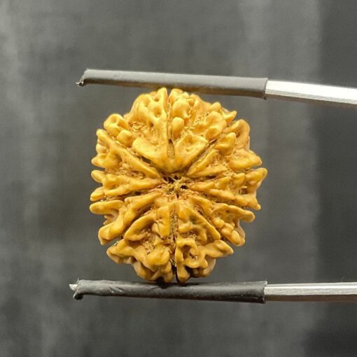 10-Mukhi-Nepal-Rudraksha-23.36MM-With-X-Ray-SP-C.jpg October 24, 2024 180 KB