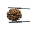 10 Mukhi Nepal Rudraksha - (23.68 MM)
