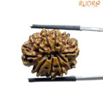 10 Mukhi Nepal Rudraksha - (23.68 MM)