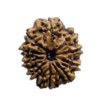 10 Mukhi Nepal Rudraksha - (23.68 MM)