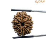 10 Mukhi Nepal Rudraksha - (23.68 MM)