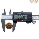 10 Mukhi Nepal Rudraksha - (23.68 MM)