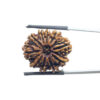10 Mukhi Nepal Rudraksha - (24.28 MM)