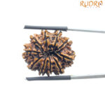 10 Mukhi Nepal Rudraksha - (24.28 MM)