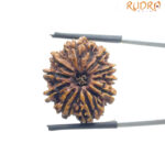 10 Mukhi Nepal Rudraksha - (24.28 MM)