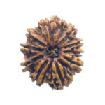 10 Mukhi Nepal Rudraksha - (24.28 MM)