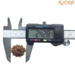 10 Mukhi Nepal Rudraksha - (24.28 MM)