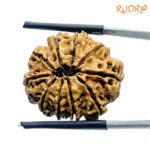 10 Mukhi Nepal Rudraksha (24.30 mm)