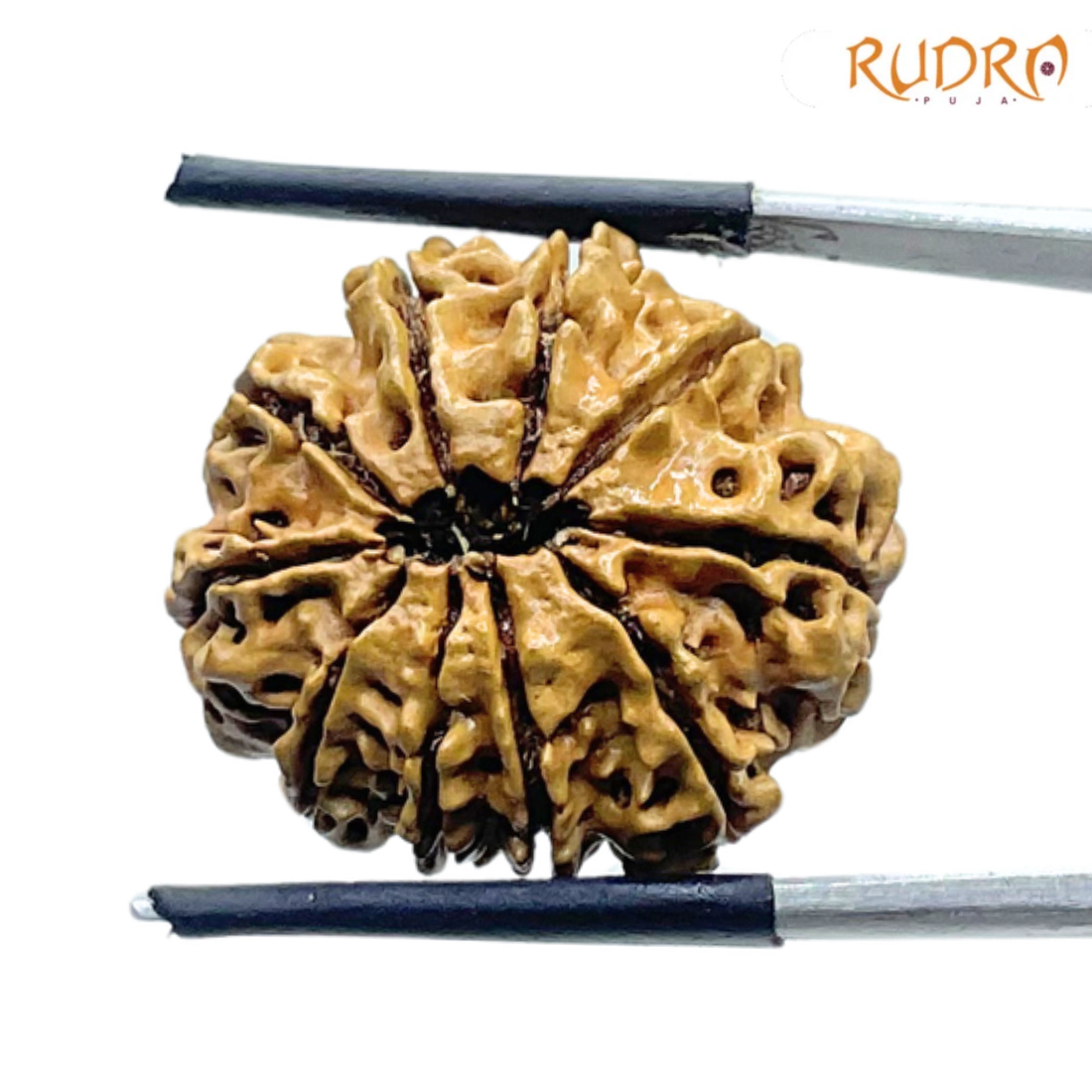 10 Mukhi Nepal Rudraksha (24.30 mm)