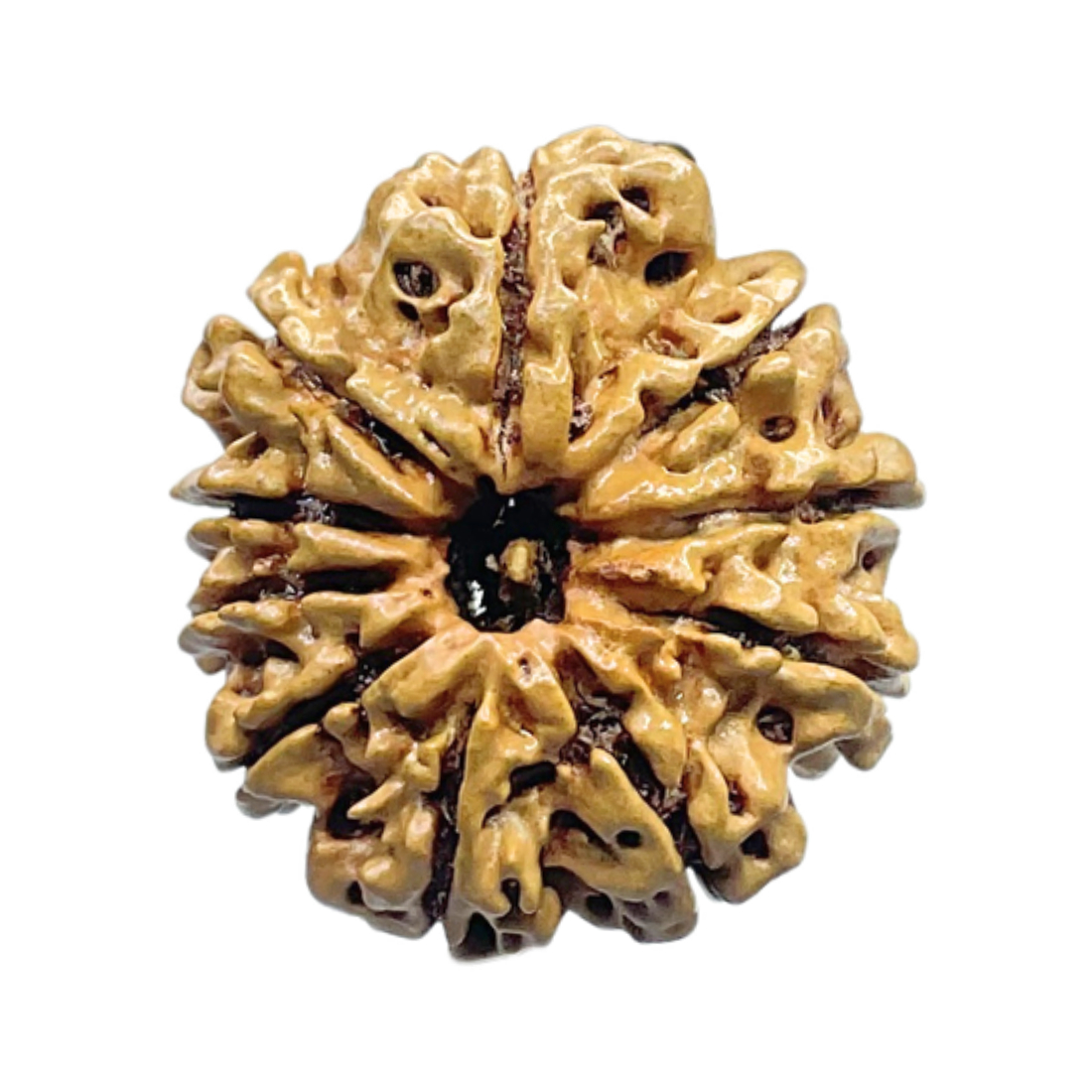10 Mukhi Nepal Rudraksha (24.30 mm)