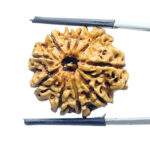 10 Mukhi Nepal Rudraksha (24.30 mm)