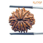 10 Mukhi Rudraksha Nepal 10 मुखी रुद्राक्ष नेपाल (22.45 mm) With X - Ray