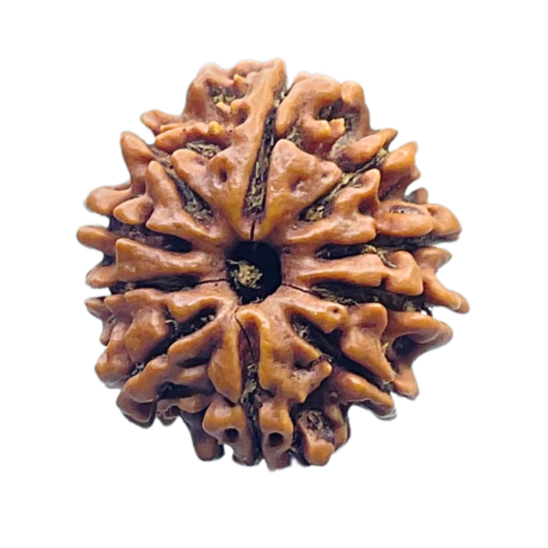 10 Mukhi Rudraksha Nepal 10 मुखी रुद्राक्ष नेपाल (22.45 mm) With X - Ray