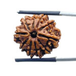 10 Mukhi Rudraksha Nepal 10 मुखी रुद्राक्ष नेपाल (22.45 mm) With X - Ray
