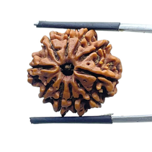 10 Mukhi Rudraksha Nepal 10 मुखी रुद्राक्ष नेपाल (22.45 mm) With X - Ray