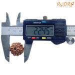 10 Mukhi Rudraksha Nepal 10 मुखी रुद्राक्ष नेपाल (22.45 mm) With X - Ray