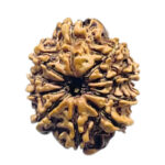 10 Mukhi Rudraksha Nepal 10 मुखी रुद्राक्ष नेपाल (22.67mm) With X- Ray