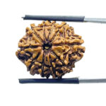 10 Mukhi Rudraksha Nepal 10 मुखी रुद्राक्ष नेपाल (22.67mm) With X- Ray