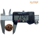 10-Mukhi-Rudraksha-Nepal-10-मुखी-रुद्राक्ष-नेपाल-23.24mm-With-X-Ray-2.jpg
