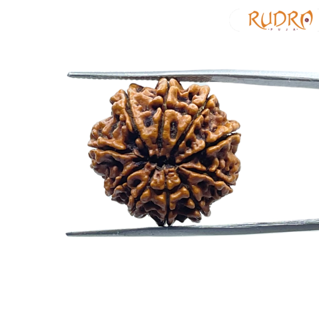 10-Mukhi-Rudraksha-Nepal-10-मुखी-रुद्राक्ष-नेपाल-23.24mm-With-X-Ray-BP-C.jpg