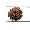 10-Mukhi-Rudraksha-Nepal-10-मुखी-रुद्राक्ष-नेपाल-23.24mm-With-X-Ray-MP-C.jpg