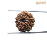 10-Mukhi-Rudraksha-Nepal-10-मुखी-रुद्राक्ष-नेपाल-23.24mm-With-X-Ray-SP-C.jpg