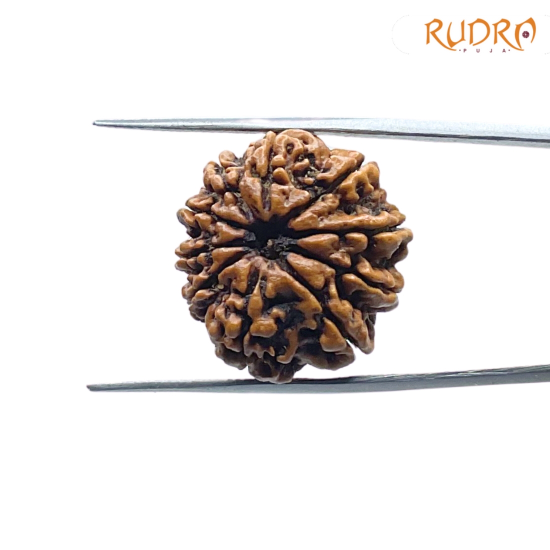 10-Mukhi-Rudraksha-Nepal-10-मुखी-रुद्राक्ष-नेपाल-23.24mm-With-X-Ray-SP-C.jpg