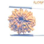 10 Mukhi Rudraksha Nepal 10 मुखी रुद्राक्ष नेपाल (24.08 mm) With X- Ray