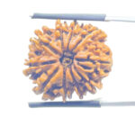 10 Mukhi Rudraksha Nepal 10 मुखी रुद्राक्ष नेपाल (24.08 mm) With X- Ray