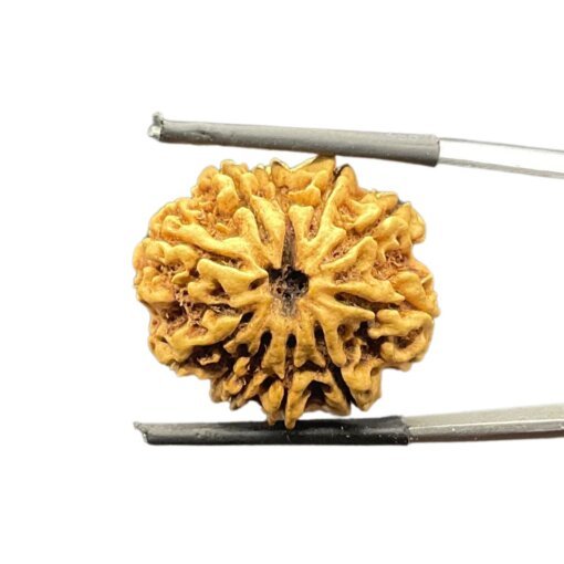 10-Mukhi-Rudraksha-Nepal-10-मुखी-रुद्राक्ष-नेपाल-25.68Mm-With-X-Ray-Mp-C.jpg October 24, 2024 97 Kb