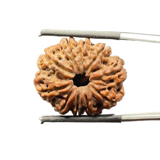 10-Mukhi-Rudraksha-Nepal-10-मुखी-रुद्राक्ष-नेपाल-25.82-Mm-With-X-Ray-Mp-C.jpg October 24, 2024 96 Kb