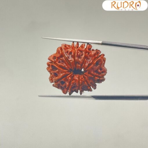 10-Mukhi-Rudraksha-Nepal-10-मुखी-रुद्राक्ष-नेपाल-25.98mm-With-X-Ray-BP-C.jpg January 2, 2025 137 KB