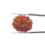 10-Mukhi-Rudraksha-Nepal-10-मुखी-रुद्राक्ष-नेपाल-25.98mm-With-X-Ray-MP-C.jpg January 2, 2025 65 KB