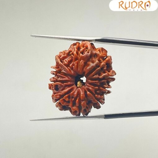 10-Mukhi-Rudraksha-Nepal-10-मुखी-रुद्राक्ष-नेपाल-25.98mm-With-X-Ray-SP-C.jpg January 2, 2025 154 KB